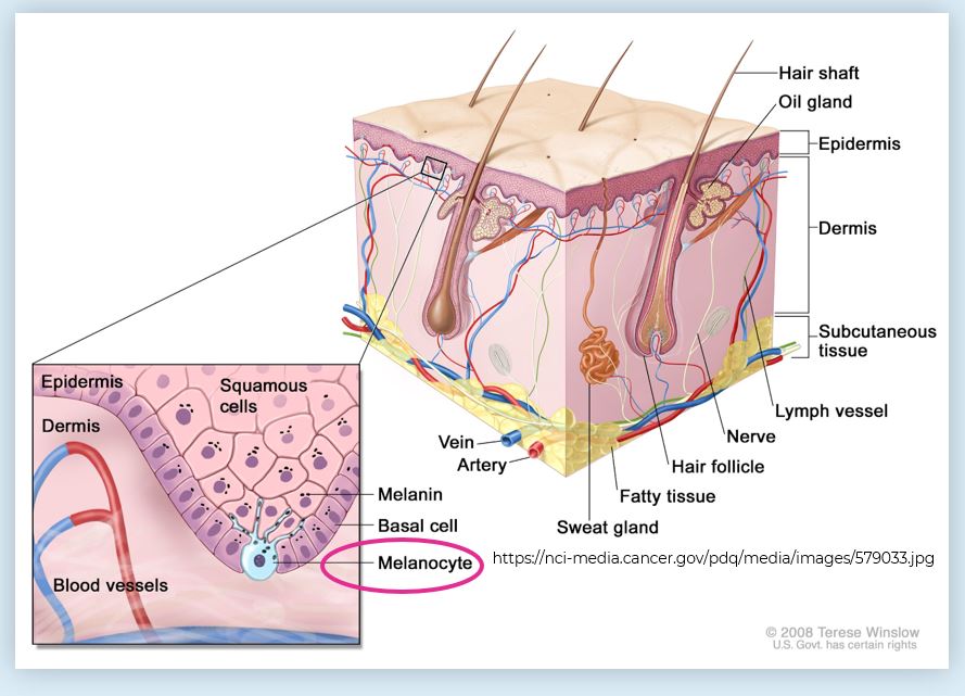 Sel melanosit di dalam lapisan kulit. Sumber: nci-media.cancer.gov.