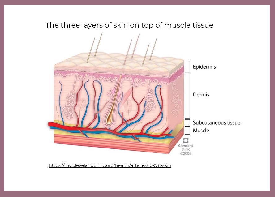 Gambar lapisan kulit yang memperlihatkan lokasi pembuluh darah pada kulit. Sumber: Cleveland Clinic.